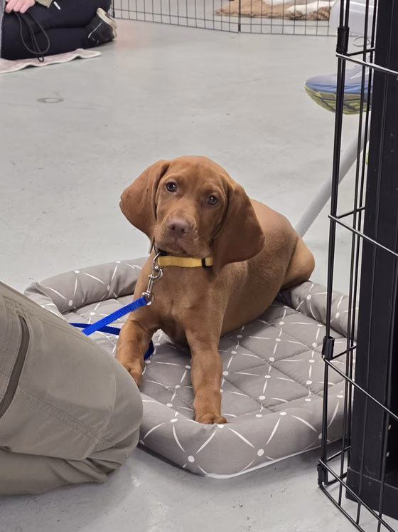 Puppy Foundations photo